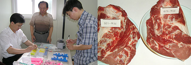 건강기능성 효과가 강화된 돼지고기 개발 <사진=충남대 형질전환복제돼지연구센터>
