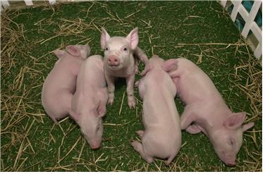 최근 이종이식 연구는 대부분 돼지를 이식용 세포 및 기관의 공급원 으로 삼아 진행되고 있다. ⓒ2012 HelloDD.com