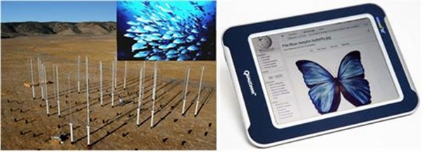 물고기 떼 이동을 모사한 풍력 발전 단지(사진 왼쪽),  나비의 구조색을 모사한 디스플레이 제품
