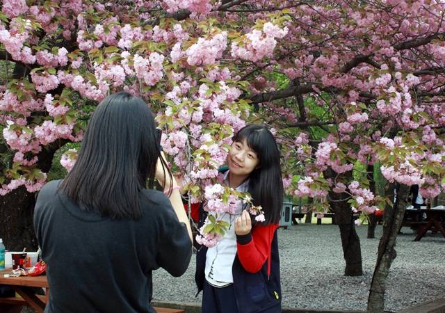 봄소풍을 온 여고생들이 꽃을 배경으로 기념촬영을 하고 있다. 
