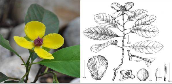 베트남 밀림서 발견된 신종 식물 '딜레니아 테트라페탈라' 