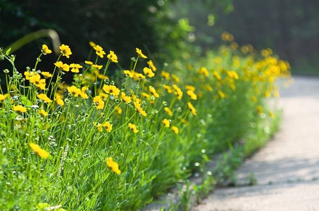 아침 산책길에 만나는 금계국은 아침 햇살만큼이나 밝고 아름답다. 정말 꽃말처럼 ‘상쾌한 기분’을 느끼게 하는 꽃이다. 
