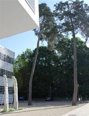 KIST 유럽연구소 내에 있는 나무, 키가 크다. 