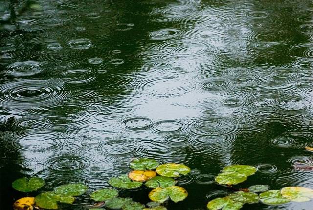 비가 내리는 날이면 연못가에 가서 빗방울이 만드는 동그란 파문 보기를 좋아한다. 이 모습을 보고 있노라면 어릴 적 불렀던 동요가 떠오르며 그 때의 순수함으로 마음을 정화해 주는 느낌을 받을 수 있기 때문이다. 