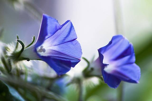 우리 집 베란다에는 요즈음 아침이면 푸른 빛의 나팔꽃이 예쁘게 피어나고 있다. 