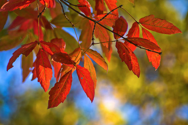 가을에 아름다운 단풍을 만드는 나무로는 뭐니 뭐니 해도 단풍나무를 꼽을 수 있지만, 나는 느티나무와 복자기나무, 벚나무 그리고 서어나무도 좋아한다. 