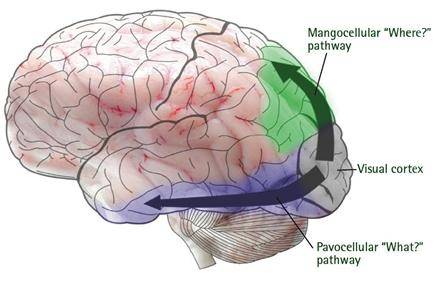 뇌의 시각 피질에 들어온 신호는 what pathway와 where pathway로 나뉘어 전송된다. What pathway(아래)와 where pathway(위)는 공간적으로 분리되어 있고, 활용하는 정보도 다르다. 