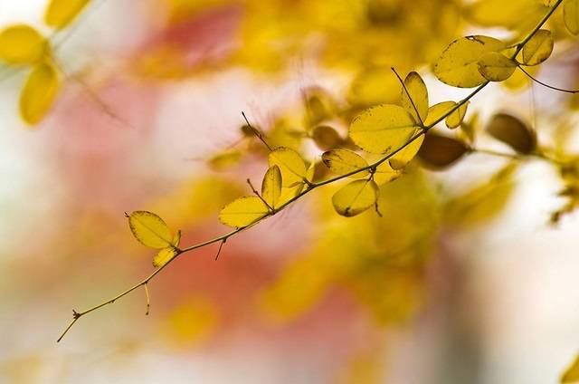 벌써 송년 파티를 벌이고 있는 11월의 숲에 선다. 마치 날아가는 노란 나비 모양으로 단장한 조록싸리 잎들도 숲 속 송년회에 참석하였다. 