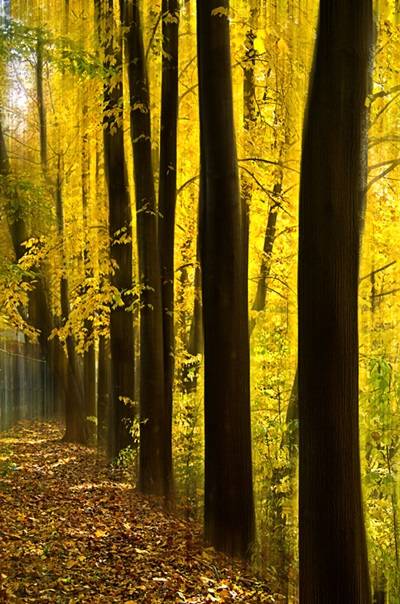 가을 햇빛을 듬뿍 받고 서 있는 키 큰 튤립나무들의 노란 빛도 유난히 곱다. 