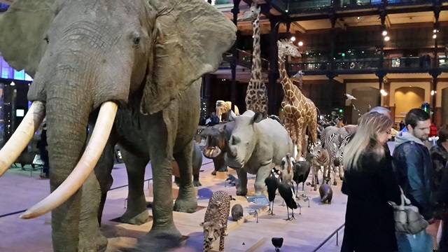 파리 자연사 박물관에 있는 아프리카 동물 행렬도. 코끼리를 비롯해 하마 기린 코뿔소 등등 동물들을 박제해 놓았다. 프랑스는 아프리카 대륙에 여러 식민지를졌었고, 지금도 아프리카 여러나라는 프랑스어를 쓰고 있기도 하다. 