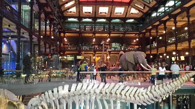 파리 자연사 박물관 내부 모습. 공룡의 화석 등 많은 전시물들이 있는 세계적 자연사 박물관 가운데 하나이다. 