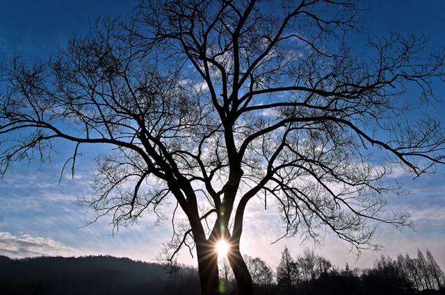빛나는 새해를 꿈꾸며/두 나무가 합하여 아름다운 큰 나무 하나가 만들어졌다. 잎을 모두 떨구고 잔 가지 속살까지 드러낸 두 그루의 겨울나무. 그 사이로 떠오르는 아침 햇살은 서로 화합하고 사랑하면서 살아가는 새해가 되라고 축복한다.<Pentax K-3, 16 mm, 1/1600 s, F/11, ISO 100> 