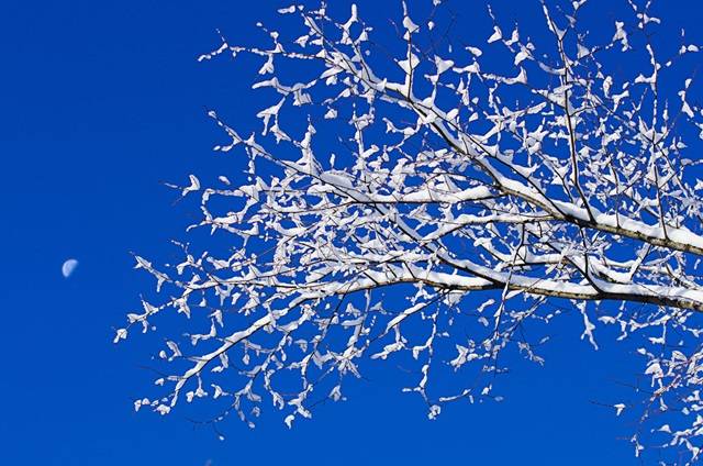 감사의 축제/눈이 오는 날이면 겨울나무는 순백의 아름다운 옷으로 치장을 하고 자연이 주는 위로에 감사하는 축제를 벌일 줄도 아는 멋 또한 알고 있다.<Pentax K-5, 70 mm, 1/1000 s, F/4.5, ISO 100> 