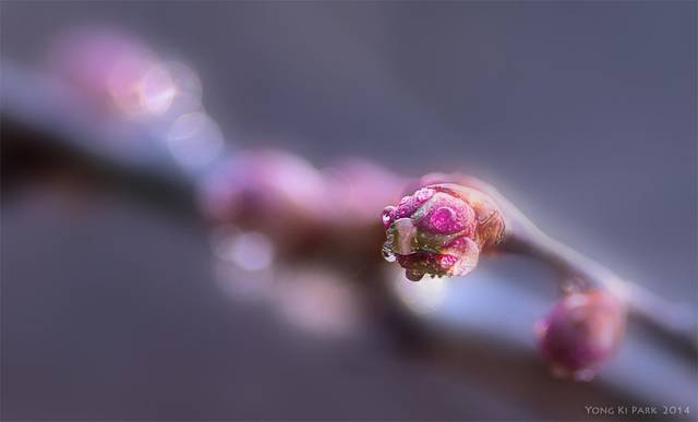 봄은 언제 시작된다고 할 수 있을까? 나는 아직 매서운 늦겨울에 만난 매화의 꽃망울을 보면서 봄을 느끼기 시작했다. Pentax K-3, 100 mm, 125 s, F/3.5, ISO 100 