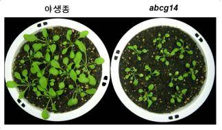 AtABCG14가 만들어지지 않는 돌연변이체(오른쪽, abcg14)는 뿌리에서 줄기로의 사이토카이닌 수송이 감소하여 잎과 줄기의 생육이 야생종(왼쪽)에 비해 저해됐다.<사진=연구재단 제공> 