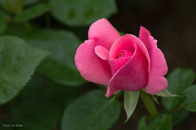 5월의 꽃을 대표하는 장미도 아름답게 피어나고 있다. 핑크색 장미 꽃말:행복한 사랑. Pentax K-5, 100 mm macro, 1/400 s, F/4.5, ISO 100. 
