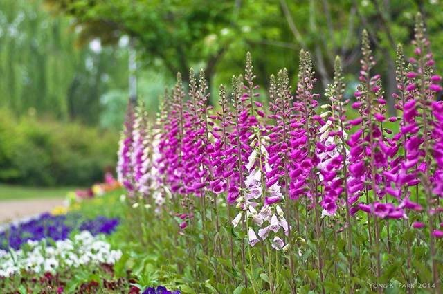 5월이 다 가기 전 신록이 아름답게 펼쳐지고 아름다운 꽃들이 피어나고 있는 5월의 정원을 가족과 함께 산책하면서 꽃이 주는 행복의 기운을 듬뿍 받기를 권한다. 디기탈리스 꽃말:열애. Pentax K-3, 100 mm macro, 1/250 s, F/3.5, ISO 100. 