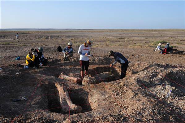 2013년 동고비 공룡탐사대 발굴 현장. 실제 공룡의 대퇴골과 어깨골격, 척추와 골반 등 다량의 공룡 화석을 발굴했다. 