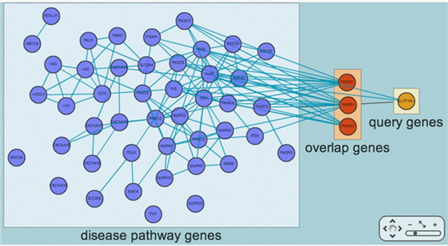 국제 공동연구진이 개발한 'MORPHIN', 꼬마선충의 다우어 휴면상태를 조절하는 유전자들(노란색 query genes 및 주황색 overlap genes)이 인간 제2형 당뇨병 유전자들(보라색 disease pathway genes)과 서로 기능적으로 연결되어 있는 모습이다. 꼬마선충의 다우어 휴면상태에 관여하는 생물학적 경로를 인간 제2형 당뇨병 이해에 활용할 수 있는 가능성을 제시하는 것이다. <사진=미래창조과학부 제공> 