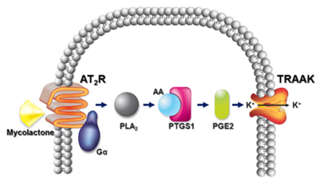 독소와 안지오텐신 II 수용체(AT2R)의 결합으로 인한 신경세포 과분극 개념도. 독소 Mycolactone이 세포의 안지오텐신II 수용체(AT2R)와 결합한 후 포스포리파아제 A2 (PLA2), 사이클로옥시겐아제-1(COX-1 또는 PTGS1), 프로스타글란딘E2(PGE2)을 연쇄적으로 활성화시킴으로써 칼륨채널(TRAAK)을 통한 과분극 현상(칼륨의 세포외 배출)을 유도한다. <사진=한국연구재단 제공> 