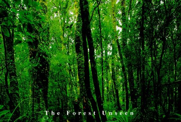 숲은 작은 지구이자 우주다. 저자는 1㎥의 숲을 '만다라'라 부르고 그 작은 숲속에 벌어지는 자연생명의 일들을 꼼꼼히 관찰하고 기록했다. <사진=책 표지 중에서> 