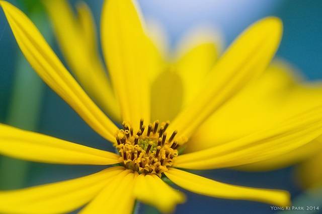 8월은 자연 속에서 꽃들이 한창 여름을 노래하는 계절이다. 아름답게 피고 있는 뚱딴지꽃. Pentax K-3, 100 mm macro 1/800 s, F/3.5, ISO 200. 
