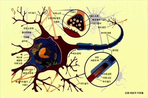 신경세포의 구조들. 사람의 신경세포체 크기는 보통 50마이크로미터(1마이크로미터=1000분의1mm)에 불과하다. <사진=책 본문 중에서> 