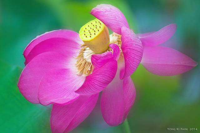 '순결, 순수함, 소원해진 사랑, 그리고 당신은 아름답습니다' 등 다양한 꽃말을 지닌 연꽃은 여름에만 만날 수 있는 아름다움 중 하나이다. Pentax K-3, 100 mm macro, 1/350 s, F/3.5, ISO 100. 