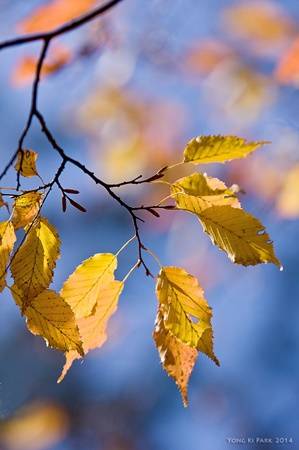 가을이 오면 느티나무의 가을잎과 서어나무의 단풍, 그리고 은행잎은 황금빛으로 물들고, 파란 가을 하늘에 투영된 가을잎들이 만들어내는 환상적인 아름다움은 가을에만 즐길 수 있는 즐거움이다. Pentax K-3, smc 140 mm with Tamron SP AF 70-200mm F2.8 Di LD [IF] Macro, 1/1600 s, F/3.5, ISO 100 