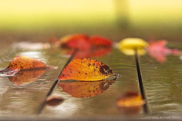 가을의 쓸쓸함을 더해주는 가을비가 내리면 비에 젖은 가을잎은 더욱 선명한 빛으로 애잔함을 토해낸다. Pentax K-3, 150 mm with Tamron SP AF 70-200mm F2.8 Di LD [IF] Macro,1/100 s, F/3.5, ISO 400 