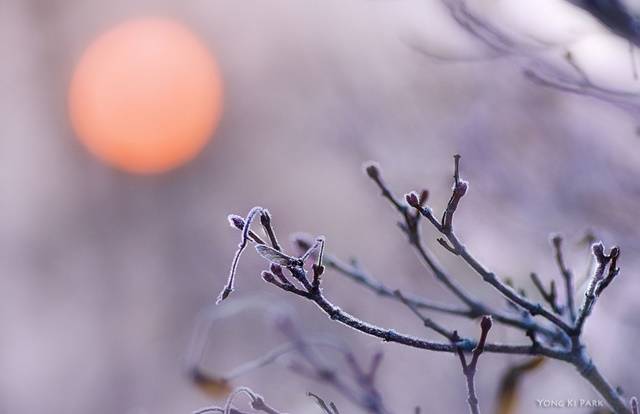 겨울 아침의 해. 겨울이 되면 나는 한결 부드러워진 아침 해와 함께 앙상한 겨울나무를 사진에 담기를 좋아한다. Pentax K-3, smc PENTAX-D FA 100mm F2.8 MACRO, 1/800 s, F/3.5, ISO 100 