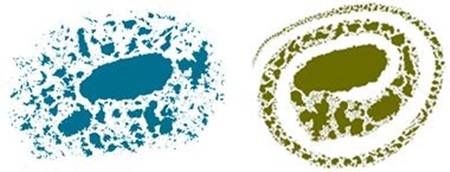 제주도를 중심으로 모인 가족지도(왼쪽), 달팽이 패턴으로 변신한 우리나라 섬배치(오른쪽). 