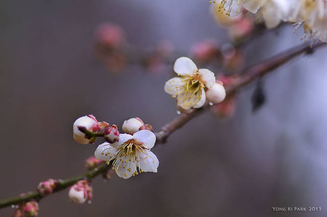 봄을 깨우는 3월의 비.봄을 대표하는 색은 매화, 살구꽃, 벚꽃으로 대표되는 연분홍색일 수도 있다. Pentax K-5, smc PENTAX-D FA 100mm F2.8 MACRO, 1/25 s, F/3.5, ISO 100 