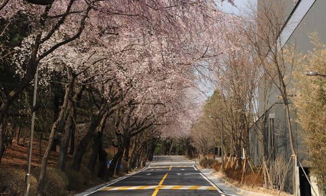 봄날의 아름다움을 안겨주는 표준연 벚꽃길.<사진=한국표준과학연구원 제공> 