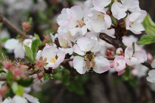 봄꽃 향기를 가장 먼저 느끼는 것은 역시 꿀벌이다.<사진=대덕넷 취재팀> 