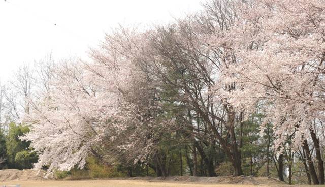 표준연에 만개해 시선을 사로잡는 아름다운 벚꽃.<사진=한국표준과학연구원 제공> 
