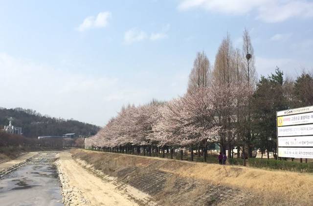 탄동천변 벚나무가 화사한 봄 풍경을 선사하고 있다. <사진=대덕넷 취재팀> 