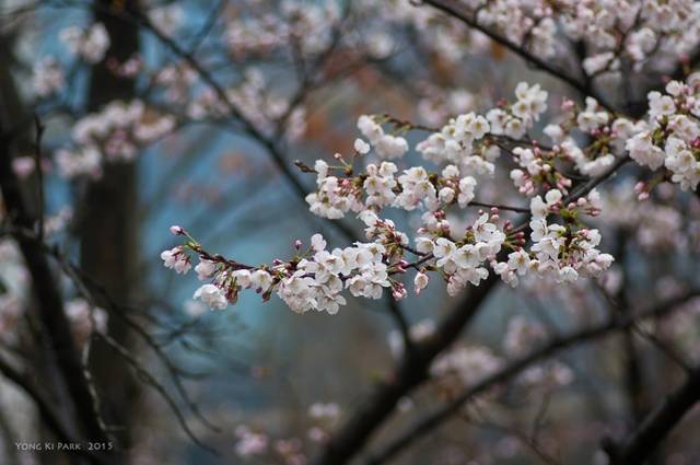 봄은 꽃세상.4월에 접어들자 기다렸다는 듯 봄꽃들이 주변에서 앞 다투어 피어나기 시작하였다. 목련과 살구꽃이 피는가 했더니 하루 이틀 사이로 온 동네가 벚꽃 세상으로 변하여 정말 아름다운 꽃동네가 되었다.Pentax K-3, smc PENTAX-D FA 100mm F2.8 MACRO, 1/200 s, F/3.5, ISO 100 