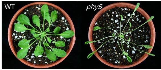 정상 애기장대(WT)와 파이토크롬 돌연변이체(phyB) 모습. 정상 애기장대와는 달리 파이토크롬 돌연변이체는 잎사귀 팽창이 일어나지 않고, 잎자루의 길이가 길어져 있다. <사진=한국연구재단 제공> 