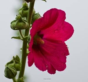 접시꽃 당신.도종환 시인의 시 "접시꽃 당신"때문에 조금은 애절하고 슬픈 꽃의 느낌을 갖게 되었지만, 접시꽃의 꽃말은 “열렬한 사랑”이라고 한다. Pentax K-3, smc PENTAX-D FA 100mm F2.8 MACRO, 1/125 s, F/4.5, ISO 100 