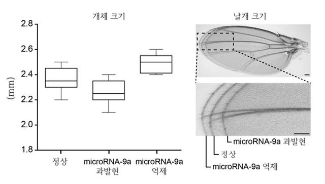 microRNA-9a에 의한 개체의 크기 조절. <자료=한국생명공학연구원 제공> 