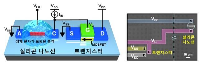 실리콘 나노선-트랜지스터 결합 바이오센서의 구성도와 전자현미경 사진.<사진=연구팀 제공> 