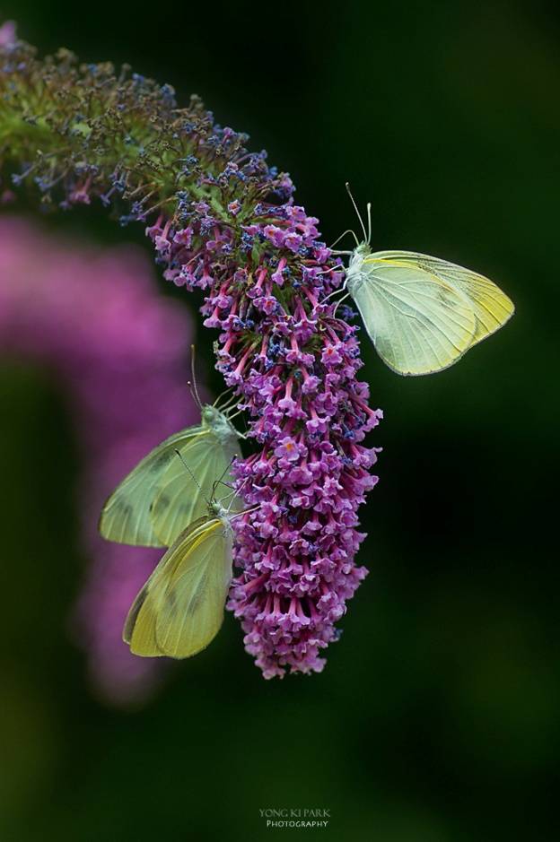 여름날이 다 가기 전에.......나비들이 가장 좋아한다는 붓들레아 꽃. 그래서 영어 이름은 butterfly bush라고 한다.이제 붓들레아꽃도 여름과 함게 시들어 가는데 남아 있는 꽃에서 열심히 꿀을 먹고 있는 나비들은여름날이 다 가기 전에 아름다운 사랑을 할 수 있을까?Pentax K-3, PENTAX-D FA 100mm F2.8 MACRO, 1/600 s, F/3.5, ISO100 