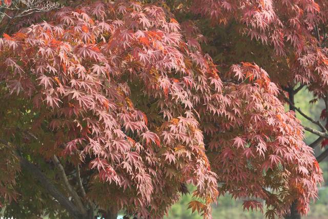 붉게 물들인 나뭇잎.<사진=대덕넷> 