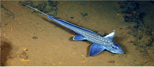 심해에 서식하는 유령은상어(Hydrolagus sp.). 우리나라에도 같은 은상어과에 속하는 심해상어류가 서식하지만 식용으로는 인기가 없다. 