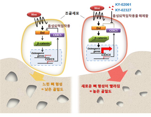 파골세포 다이어그램