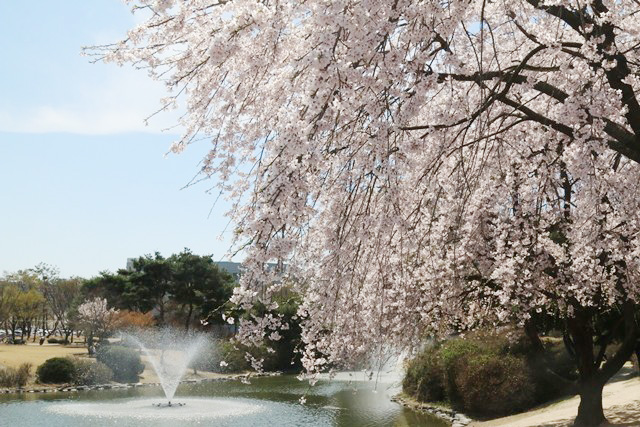 KAIST 교내 분수와 함께 어우러진 벚꽃 절경.<사진=강민구 기자>