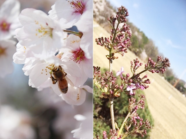 만개한 꽃들로 꿀벌은 분주하게 봄을 보내고 있다. 봄의 여유를 만끽하며 이제 하나둘씩 꽃망울을 터뜨리는 나무도 있다. <사진=박성민 기자>
