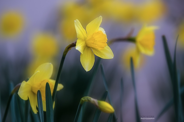 수선화의 봄 꿈_화단에는 노란 수선화가 피어나고 튤립도 사랑스러운 꽃봉오리를 올려놓고 있다. 