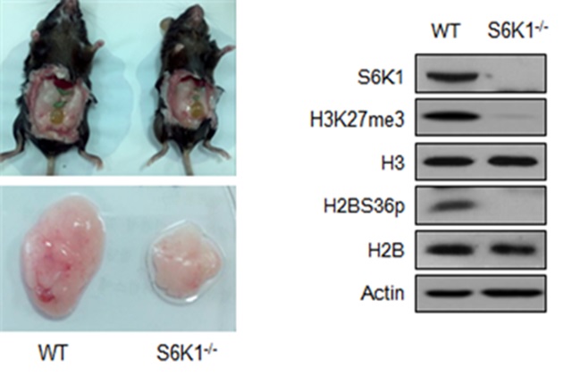 유전적 변이를 통해 인위적으로 S6K1을 결핍시킨 마우스 (S6K1-/-)는 일반 마우스 (WT)에 비해 몸집이 더 작으며, 지방조직의 양 또한 반 이상 적은 것을 관찰할 수 있다 (왼쪽).<사진=연구팀 제공> 